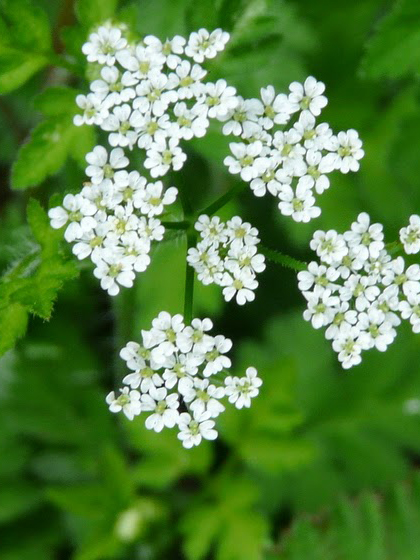 Rough Chervil